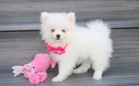 Bianca , a female Pomeranian for sale in Millersburg, OH – 4 of 5
