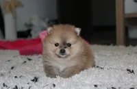 Honey, a female Pomeranian for sale in Millersburg, OH – 7 of 10