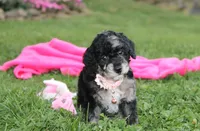 Bella, a female Poodle - Miniature  for sale in Millersburg, OH – 3 of 10