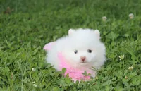 Heather , a female Pomeranian for sale in Millersburg, OH – 2 of 9