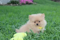 Finn, a male Pomeranian for sale in Millersburg, OH – 4 of 7