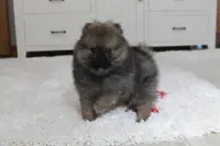 Kody, a male Pomeranian for sale in Millersburg, OH – Photo 1 of 10