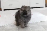 Kody, a male Pomeranian for sale in Millersburg, OH – Photo 3 of 10