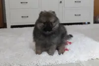 Kody, a male Pomeranian for sale in Millersburg, OH – Photo 2 of 10