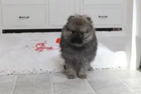 Kody, a male Pomeranian for sale in Millersburg, OH – Photo 6 of 10