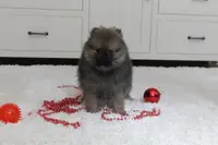 Kody, a male Pomeranian for sale in Millersburg, OH – Photo 7 of 10