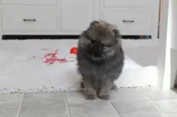 Kody, a male Pomeranian for sale in Millersburg, OH – Photo 5 of 10