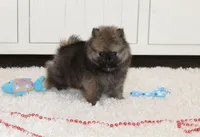 Kody, a male Pomeranian for sale in Millersburg, OH – Photo 9 of 10