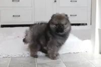 Kody, a male Pomeranian for sale in Millersburg, OH – Photo 4 of 10