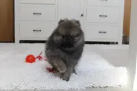 Kody, a male Pomeranian for sale in Millersburg, OH – Photo 8 of 10