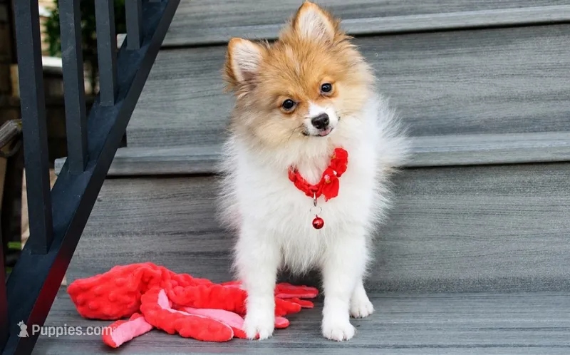Theo – Pomeranian puppy for sale in Millersburg, OH