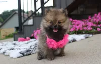 Zoey, a female Pomeranian for sale in Millersburg, OH – 1 of 10