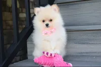 Ruby, a female Pomeranian for sale in Millersburg, OH – 4 of 7