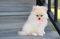 Ruby, a female Pomeranian for sale in Millersburg, OH – 2 of 7