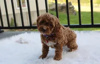 Phoebe , a female Cockapoo for sale in Millersburg, OH – 3 of 9