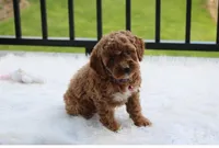 Phoebe , a female Cockapoo for sale in Millersburg, OH – 8 of 9