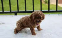 Phoebe , a female Cockapoo for sale in Millersburg, OH – 6 of 9