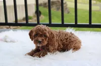 Phoebe , a female Cockapoo for sale in Millersburg, OH – 4 of 9