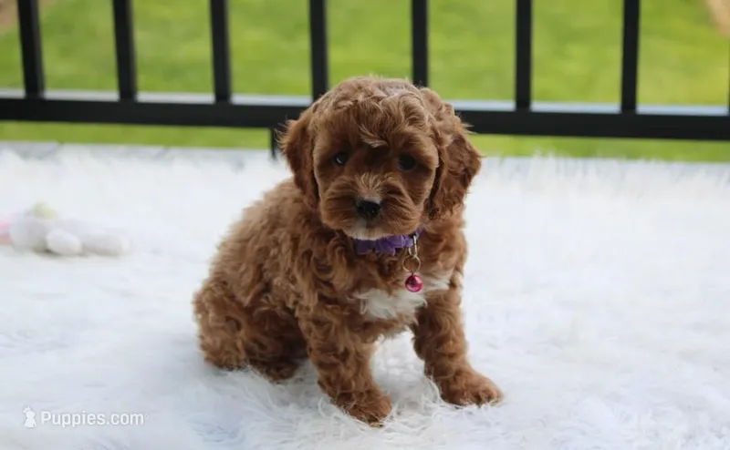 Phoebe  – Cockapoo puppy for sale in Millersburg, OH