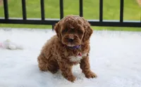 Phoebe , a female Cockapoo for sale in Millersburg, OH – 1 of 9