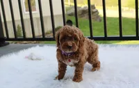 Phoebe , a female Cockapoo for sale in Millersburg, OH – 2 of 9