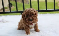 Phoebe , a female Cockapoo for sale in Millersburg, OH – 7 of 9