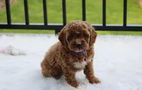 Phoebe , a female Cockapoo for sale in Millersburg, OH – 9 of 9