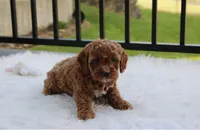 Phoebe , a female Cockapoo for sale in Millersburg, OH – 5 of 9