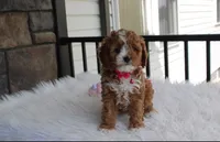 Freya , a female Cavapoo for sale in Millersburg, OH – 7 of 8