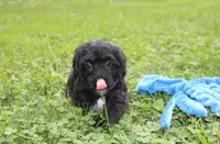 Ranger, a male Yorkipoo for sale in Millersburg, OH – 9 of 10