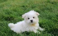 Benny , a male Maltese for sale in Millersburg, OH – Photo 3 of 4