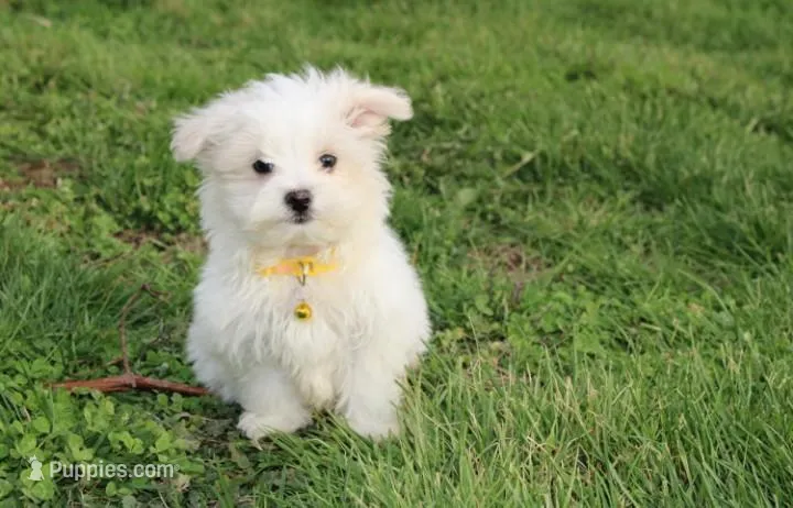 Benny  – Maltese puppy for sale in Millersburg, OH