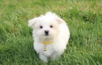 Benny , a male Maltese for sale in Millersburg, OH – Photo 2 of 4