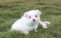 Benny , a male Maltese for sale in Millersburg, OH – Photo 6 of 10