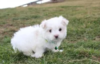 Benny , a male Maltese for sale in Millersburg, OH – Photo 5 of 10