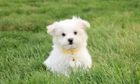 Benny , a male Maltese for sale in Millersburg, OH – Photo 4 of 4