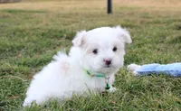 Benny , a male Maltese for sale in Millersburg, OH – Photo 4 of 10