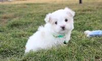 Benny , a male Maltese for sale in Millersburg, OH – Photo 7 of 10