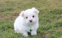 Benny , a male Maltese for sale in Millersburg, OH – Photo 8 of 10