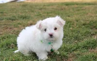 Benny , a male Maltese for sale in Millersburg, OH – Photo 3 of 10