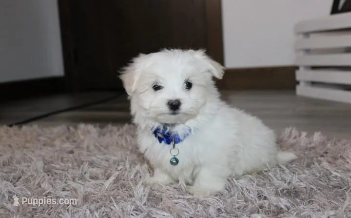 Benny  – Maltese puppy for sale in Millersburg, OH