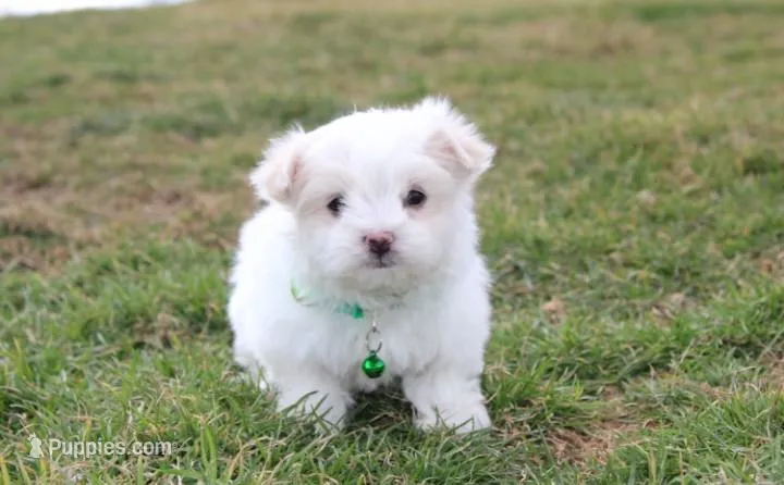 Benny , a male Maltese for sale in Millersburg, OH – Photo 1 of 10