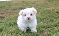 Benny , a male Maltese for sale in Millersburg, OH – Photo 1 of 10
