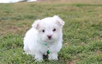 Benny , a male Maltese for sale in Millersburg, OH – Photo 9 of 10