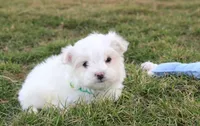 Benny , a male Maltese for sale in Millersburg, OH – Photo 10 of 10