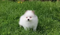 Cora, a female Pomeranian for sale in Millersburg, OH – 4 of 9