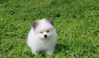 Cora, a female Pomeranian for sale in Millersburg, OH – 6 of 9