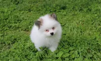 Cora, a female Pomeranian for sale in Millersburg, OH – 2 of 9