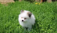 Cora, a female Pomeranian for sale in Millersburg, OH – 5 of 9