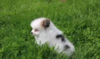Cora, a female Pomeranian for sale in Millersburg, OH – 3 of 9